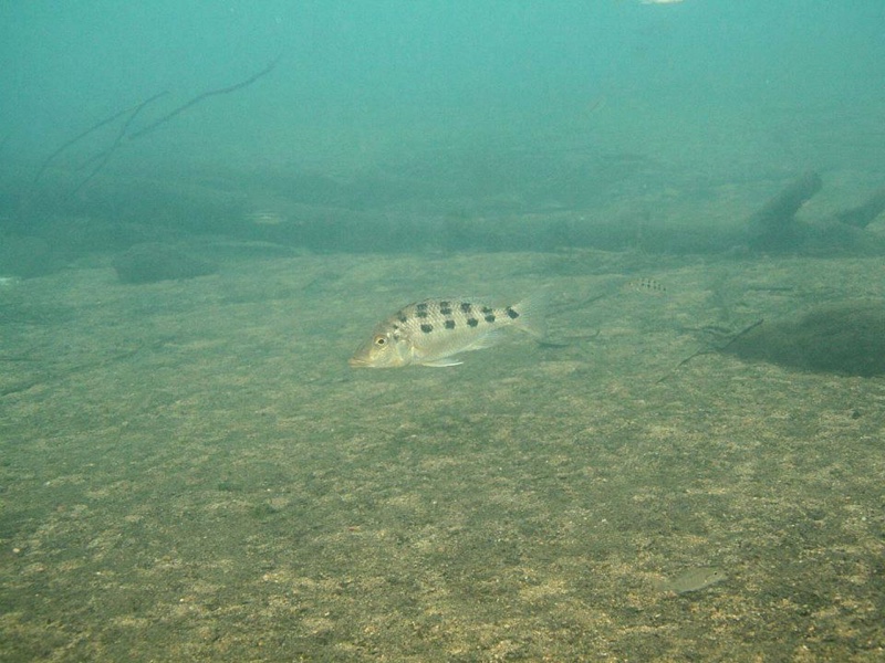 Fossorochromis rostratus 'Chiofu'